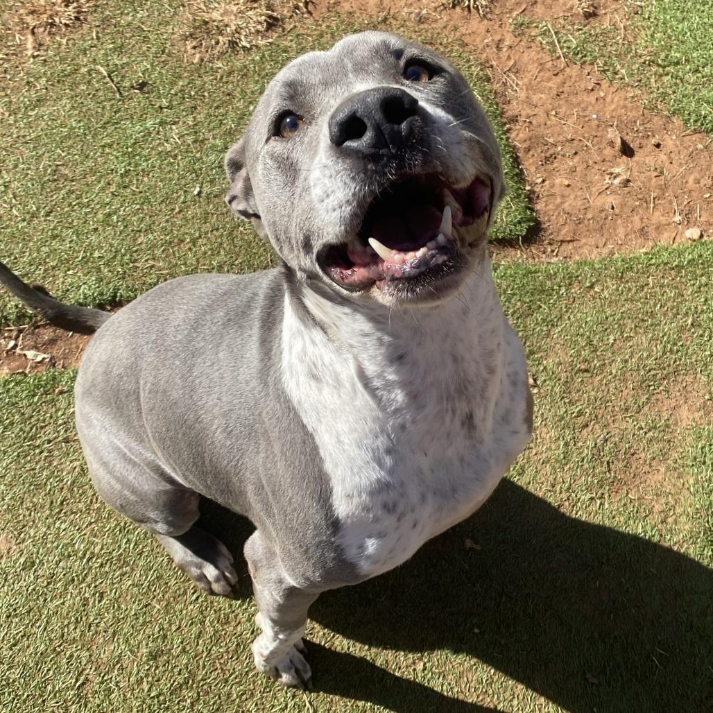 Enlarge Zeke, a Adoptable mixed breed in Stillwater, OK image 3/3