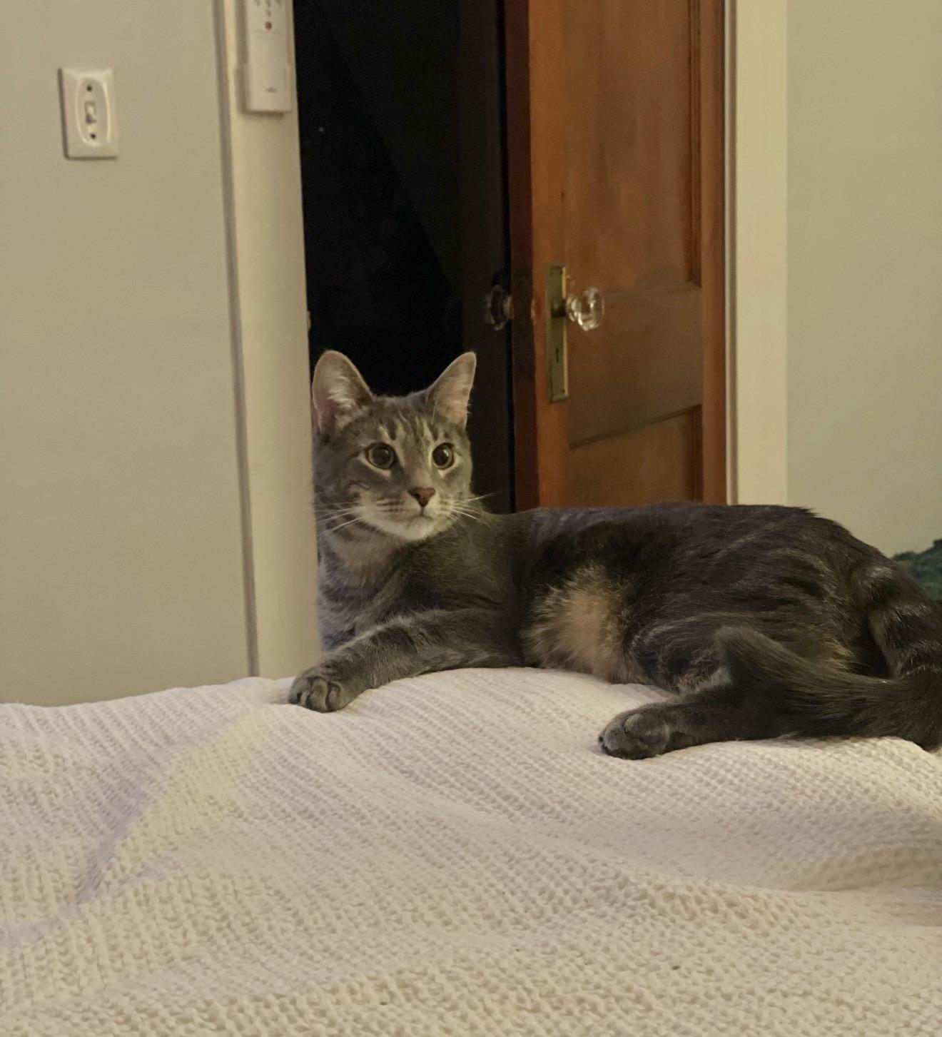 Enlarge Bonded Brothers - Howl & Mitch, a Adoptable American Shorthair in Staten Island, NY image 6/6