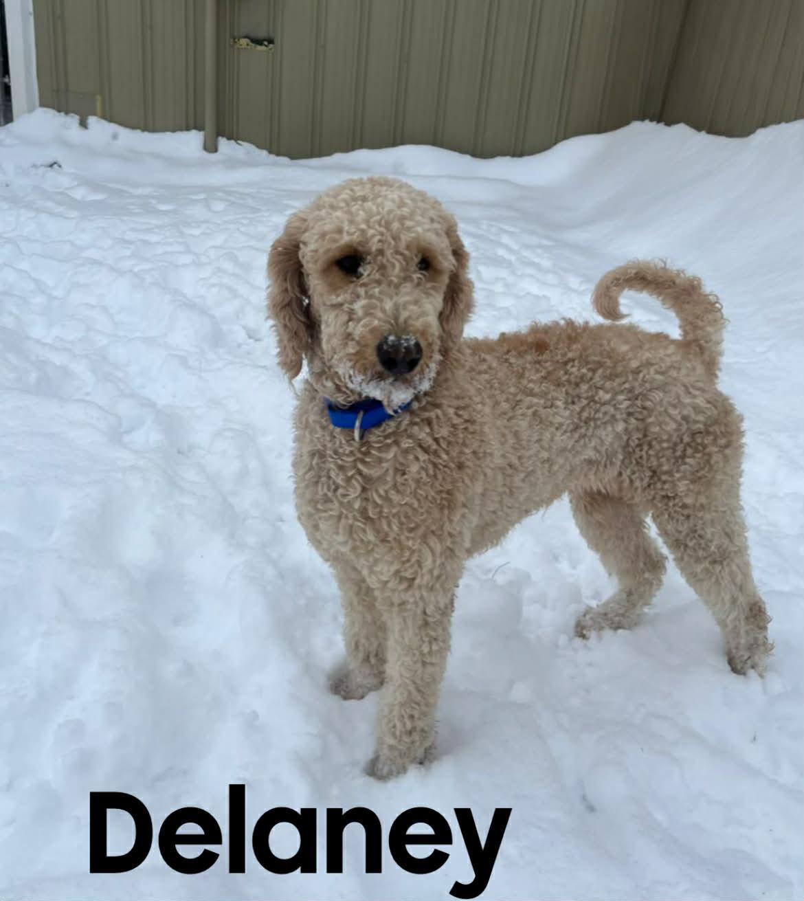 Enlarge Delaney, a ADOPTABLE mixed breed in Quincy, MI image 1/1