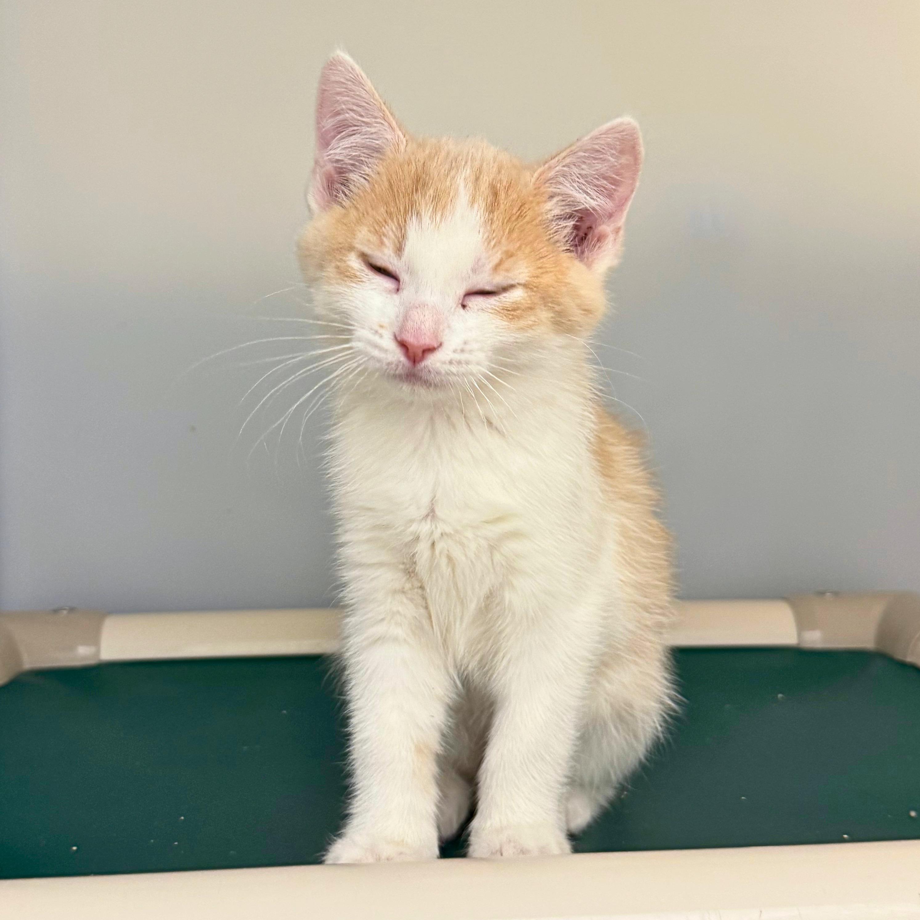 Flash, Adoptable, Kitten Female Domestic Short Hair.