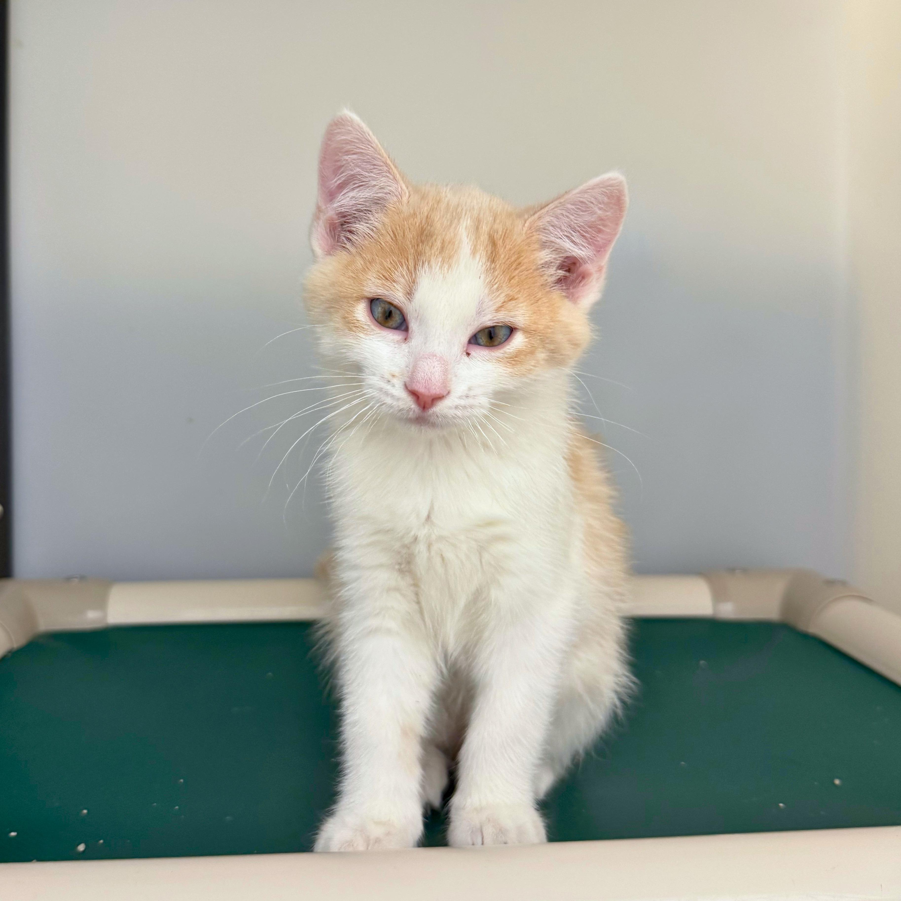 Flash, a Adoptable Domestic Short Hair in Ridgway, CO image 2/4