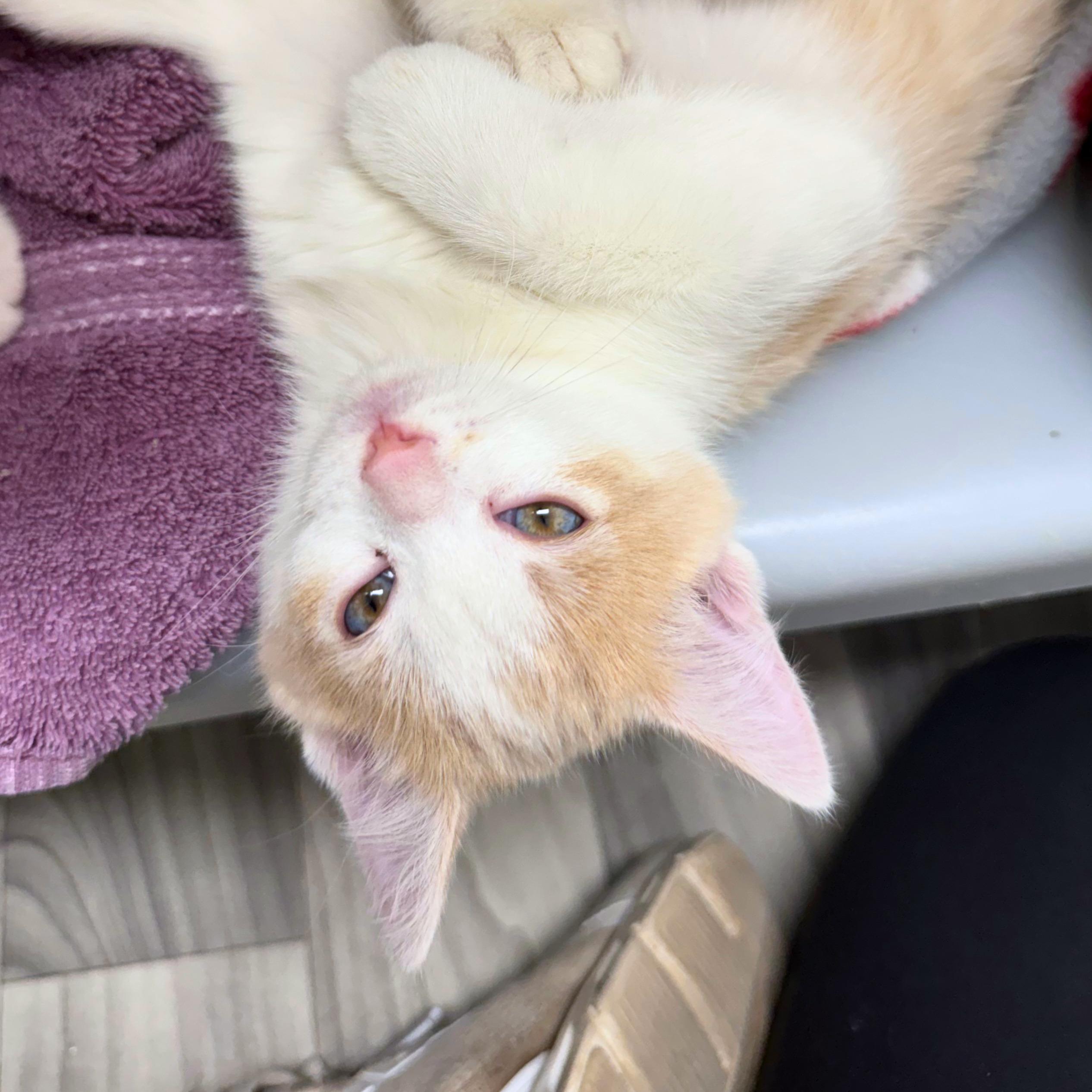 Flash, a Adoptable Domestic Short Hair in Ridgway, CO image 4/4