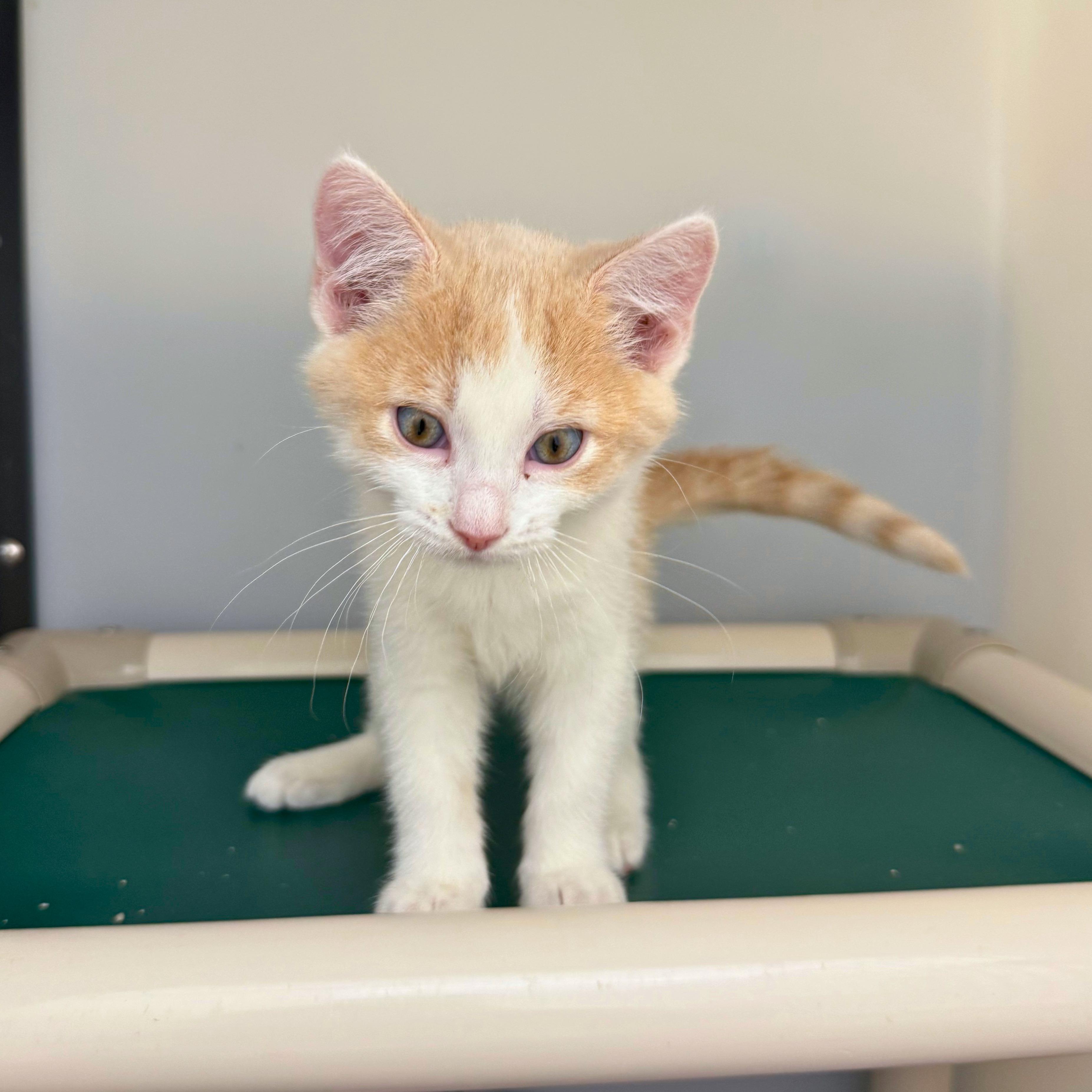 Flash, a Adoptable Domestic Short Hair in Ridgway, CO image 3/4
