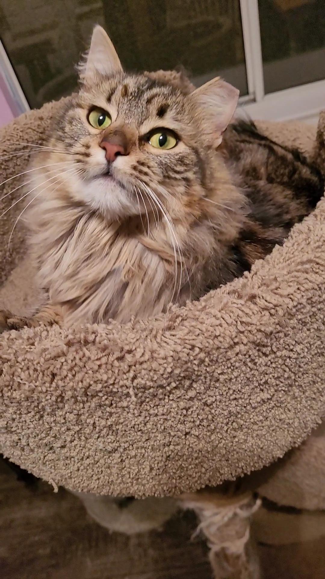 Enlarge CARAMELLA, a ADOPTABLE mixed breed in Escalon, CA image 5/6