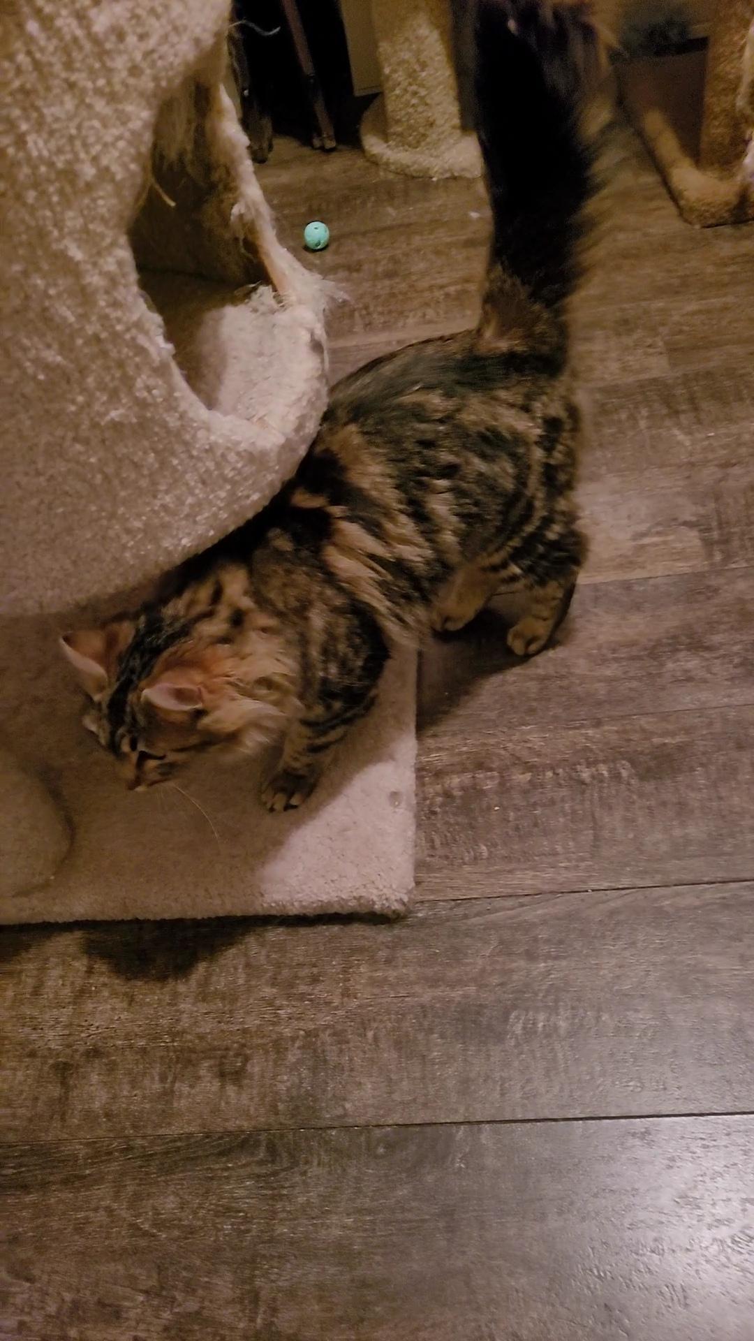 Enlarge CARAMELLA, a ADOPTABLE mixed breed in Escalon, CA image 3/6