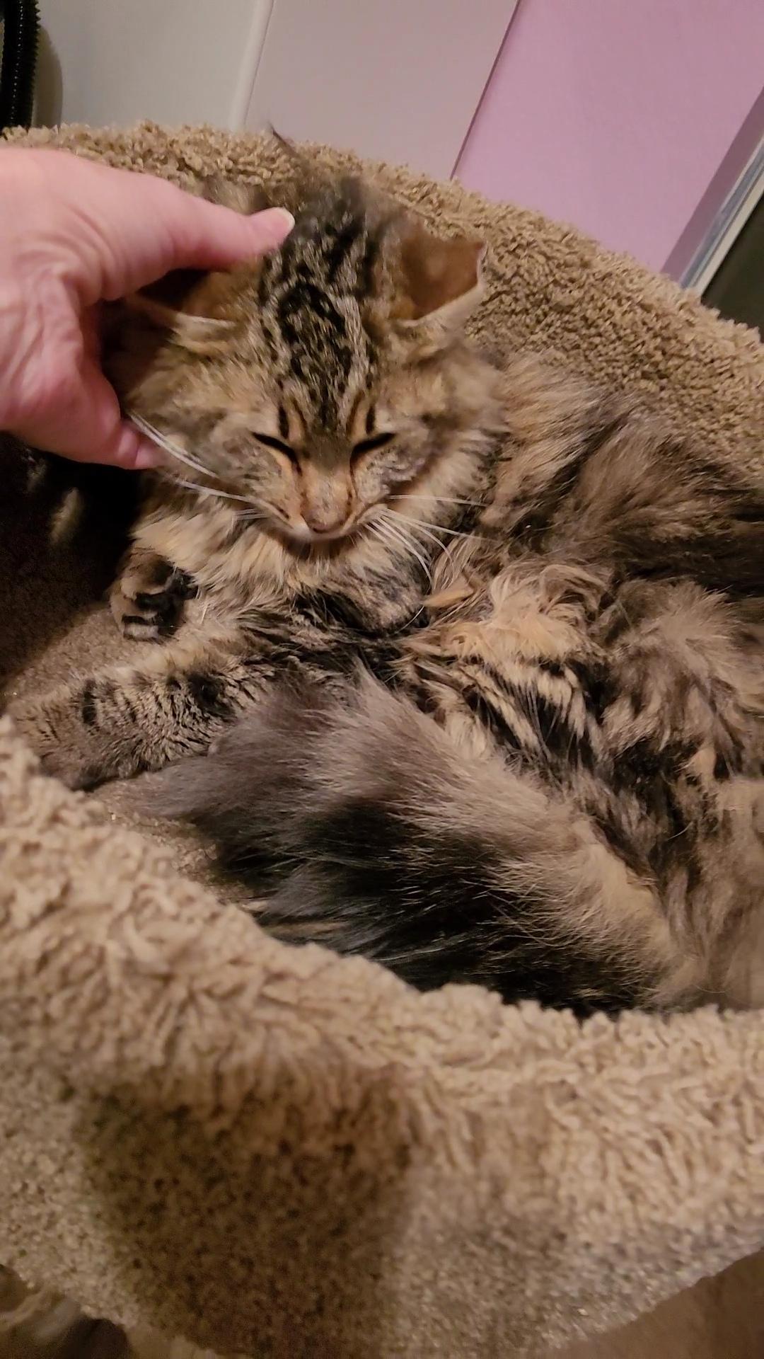 Enlarge CARAMELLA, a ADOPTABLE mixed breed in Escalon, CA image 6/6