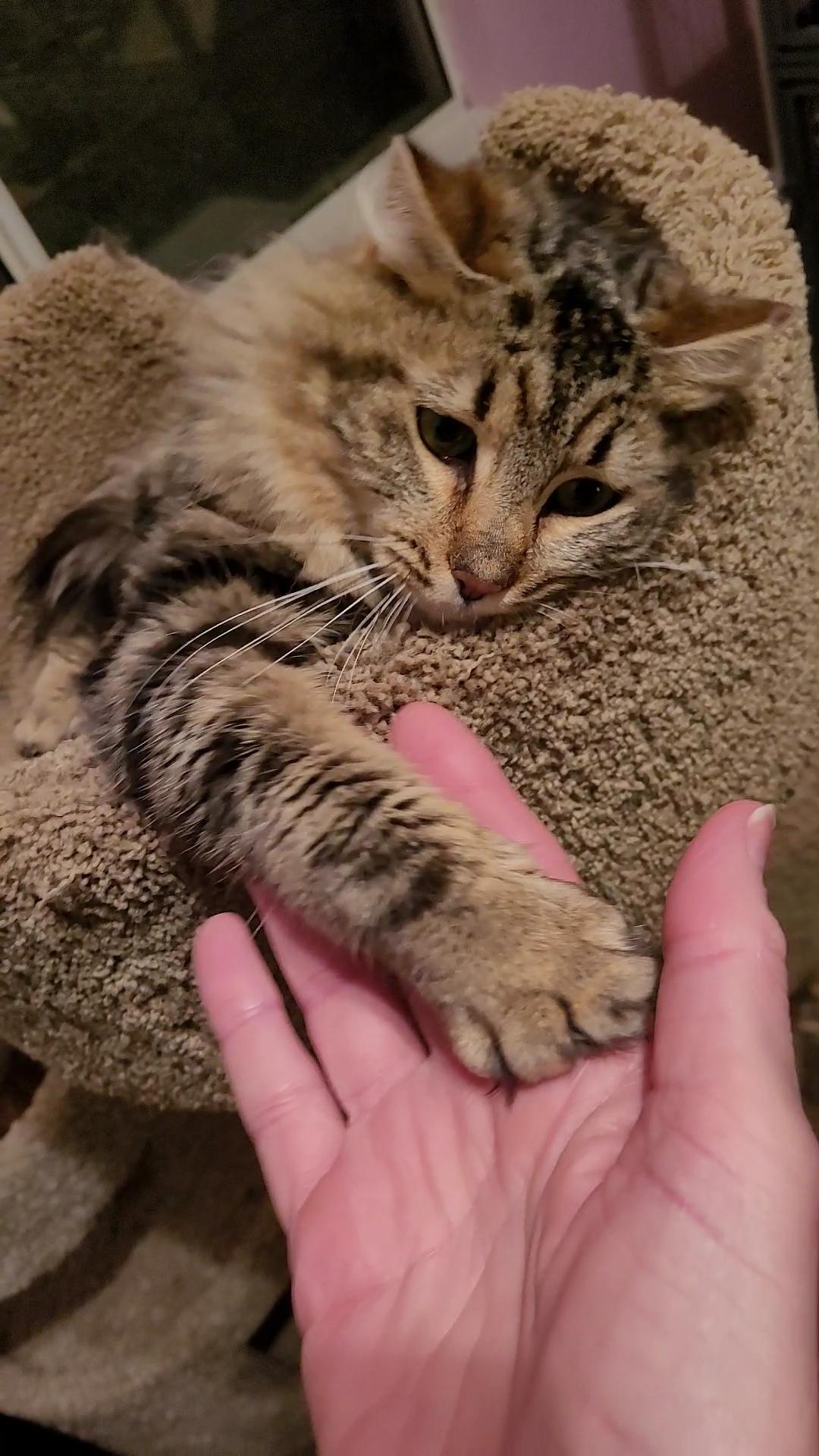 Enlarge CARAMELLA, a ADOPTABLE mixed breed in Escalon, CA image 2/6