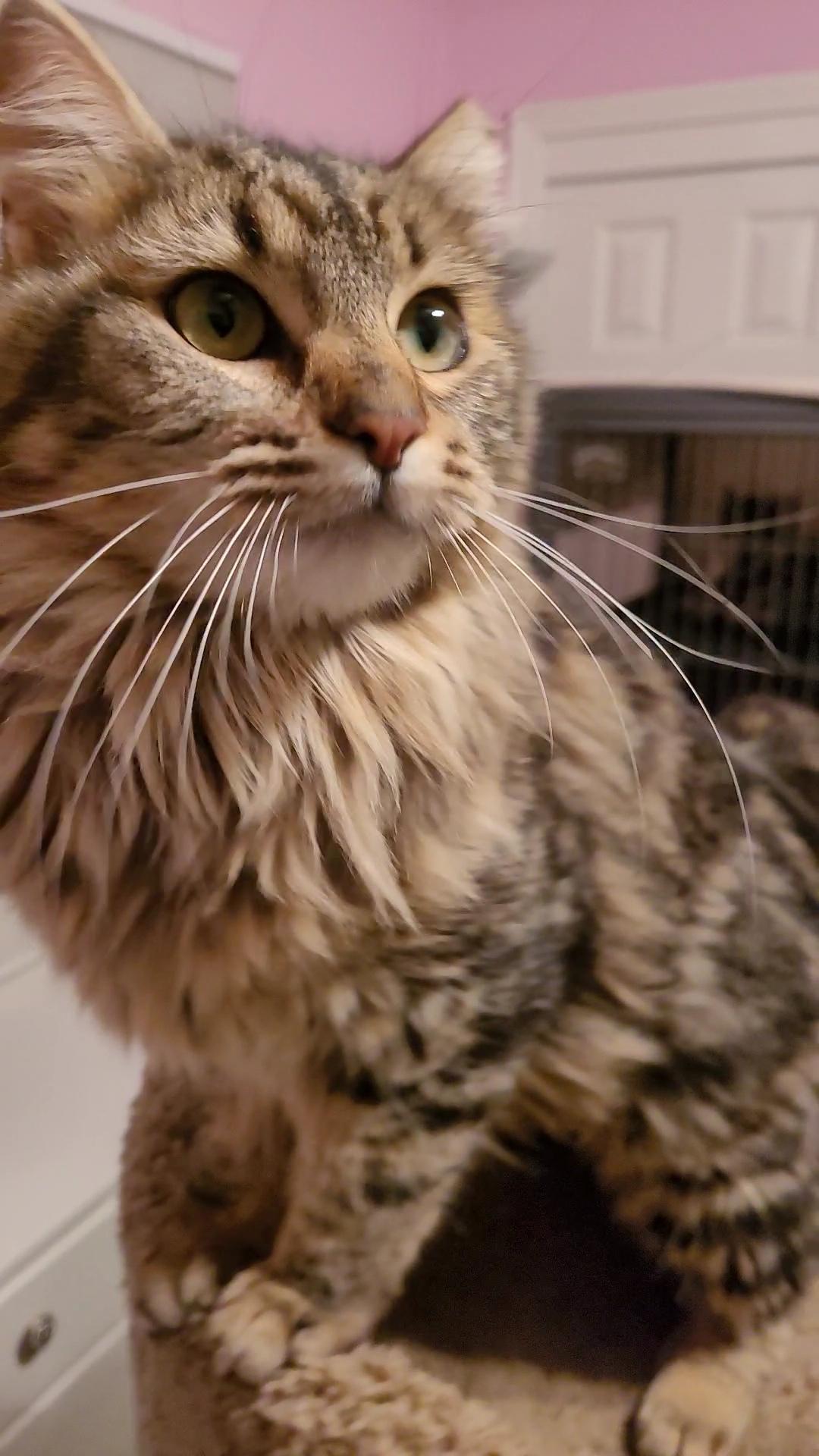 Enlarge CARAMELLA, a ADOPTABLE mixed breed in Escalon, CA image 4/6