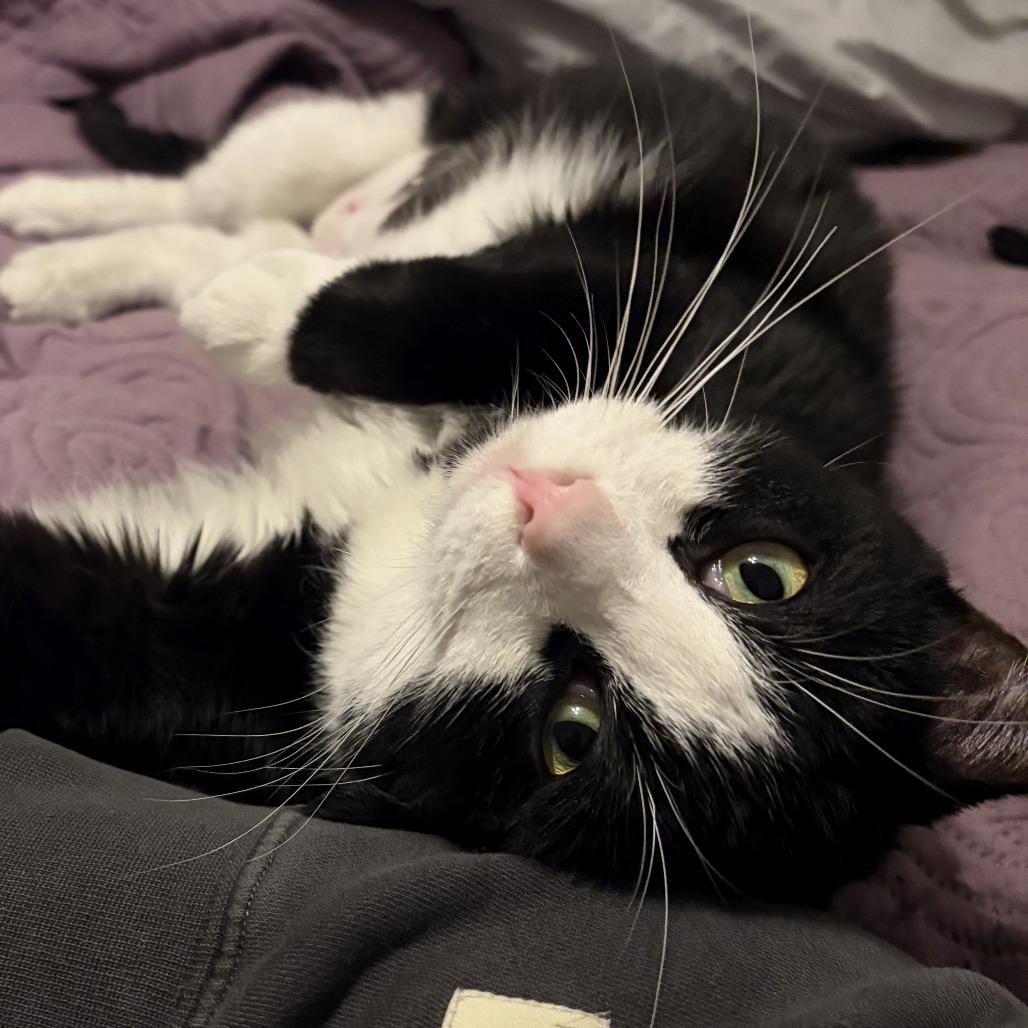 Enlarge Sylvia (16759), a Adoptable Domestic Short Hair in Washington, DC image 1/6