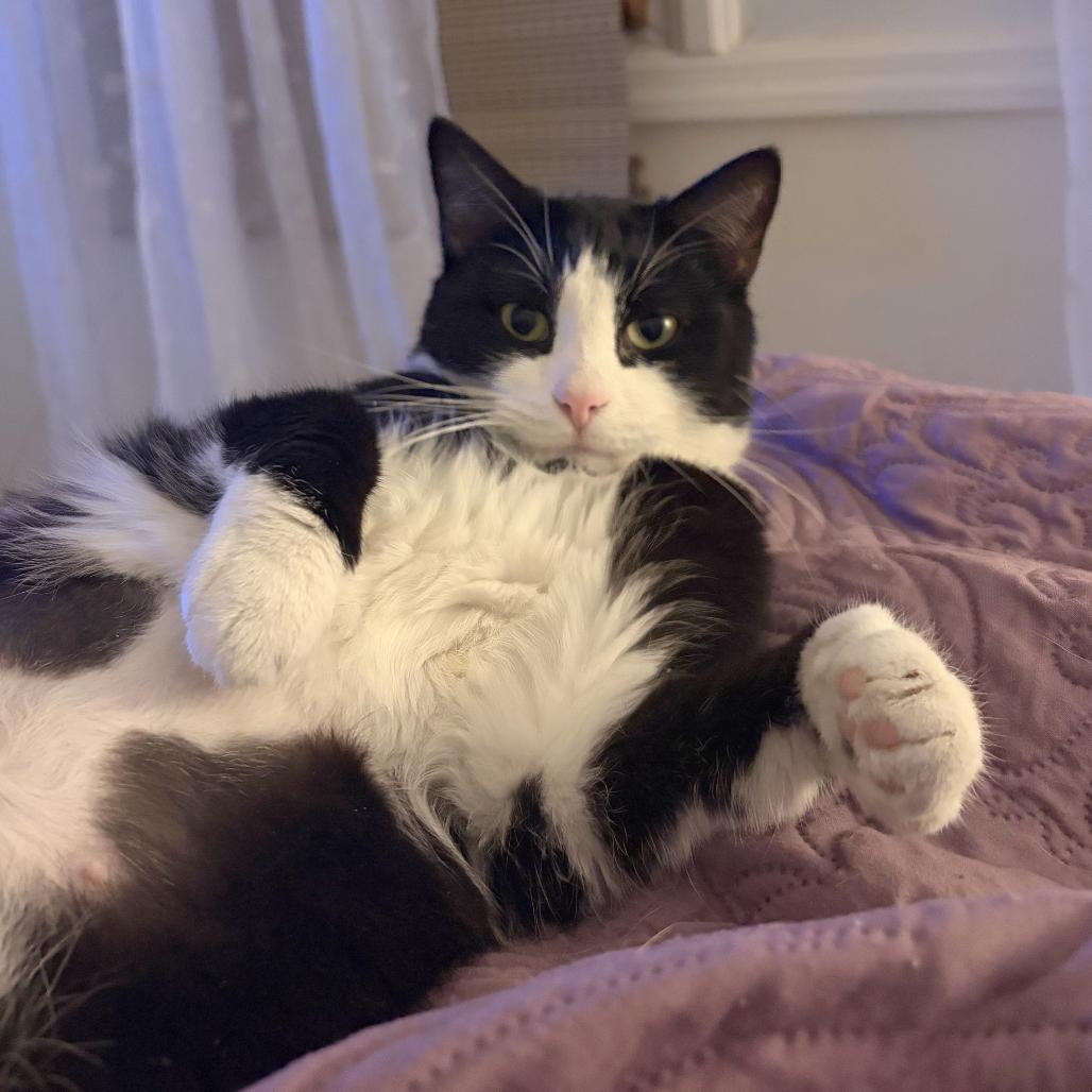 Enlarge Sylvia (16759), a Adoptable Domestic Short Hair in Washington, DC image 2/6