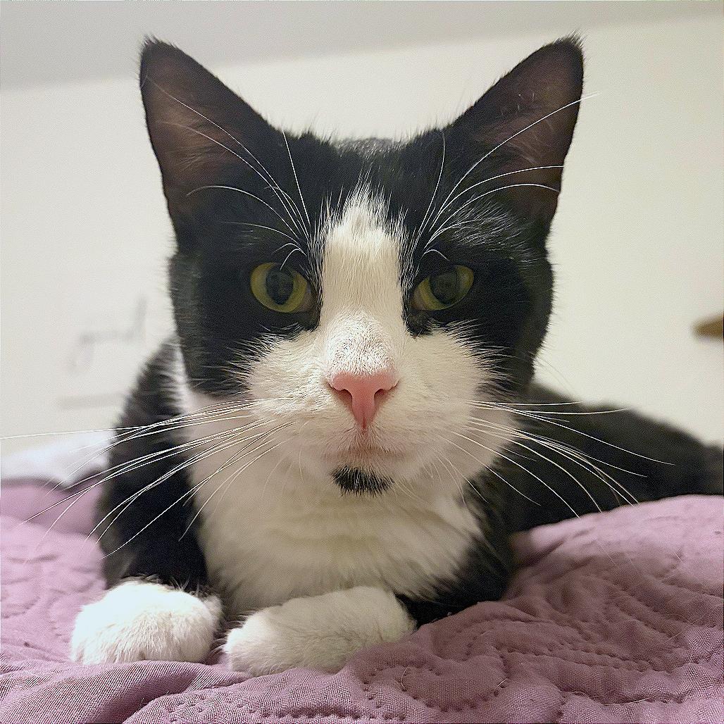 Enlarge Sylvia (16759), a Adoptable Domestic Short Hair in Washington, DC image 3/6