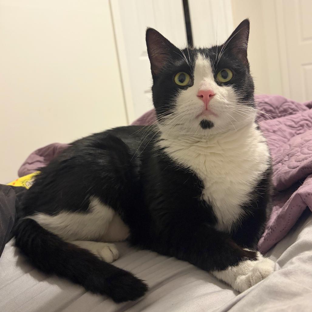 Enlarge Sylvia (16759), a Adoptable Domestic Short Hair in Washington, DC image 4/6