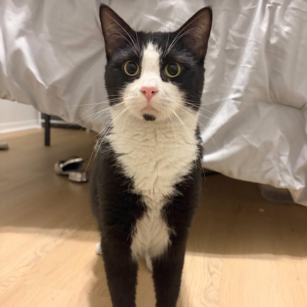 Enlarge Sylvia (16759), a Adoptable Domestic Short Hair in Washington, DC image 5/6