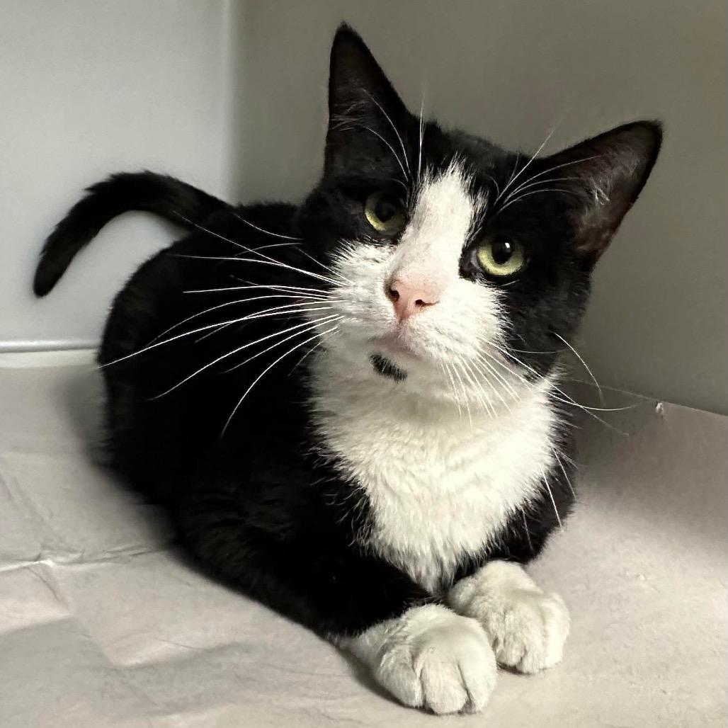 Enlarge Sylvia (16759), a Adoptable Domestic Short Hair in Washington, DC image 6/6