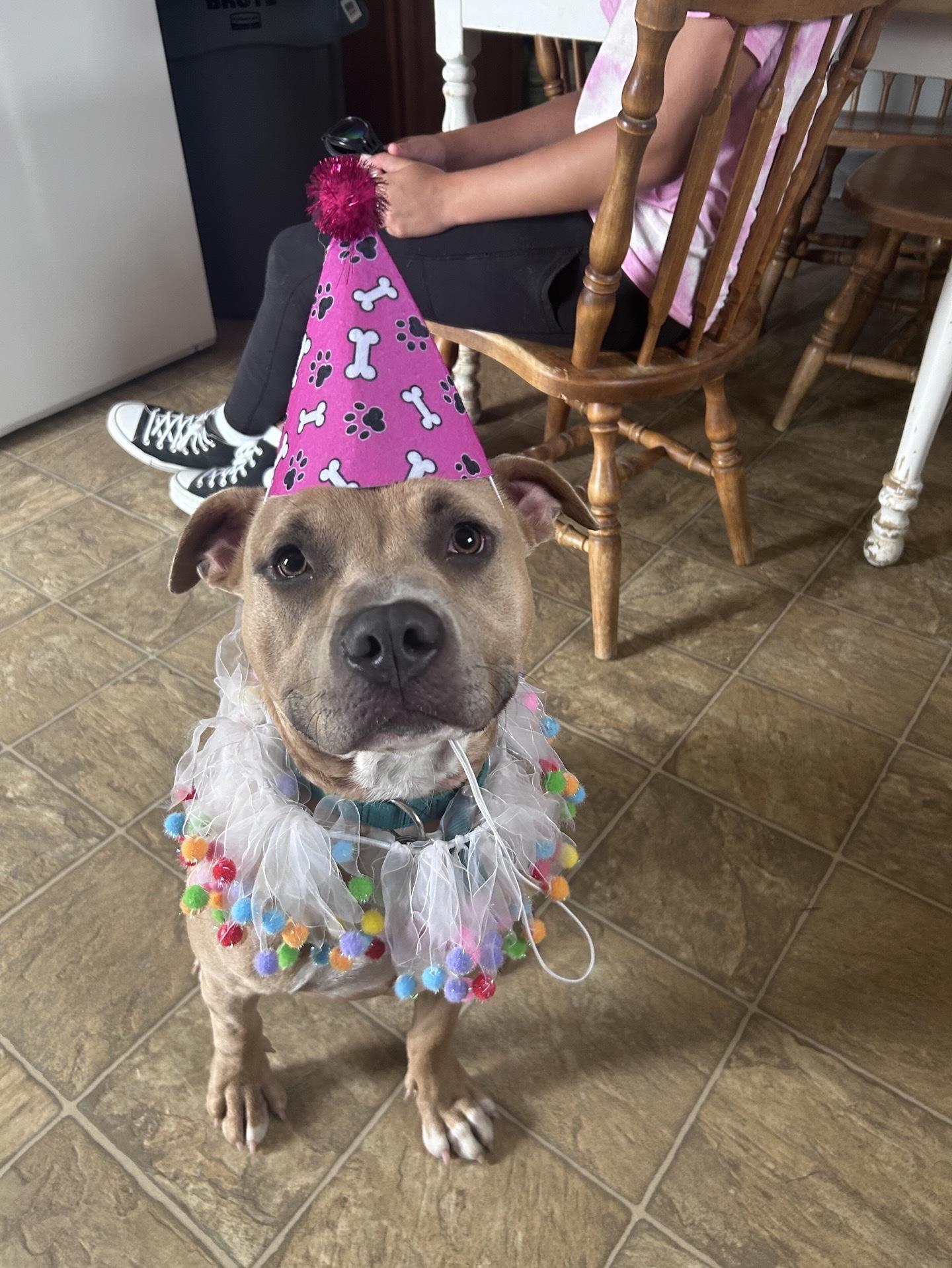 Enlarge Brandy, a Adoptable mixed breed in Oxford, MI image 5/6