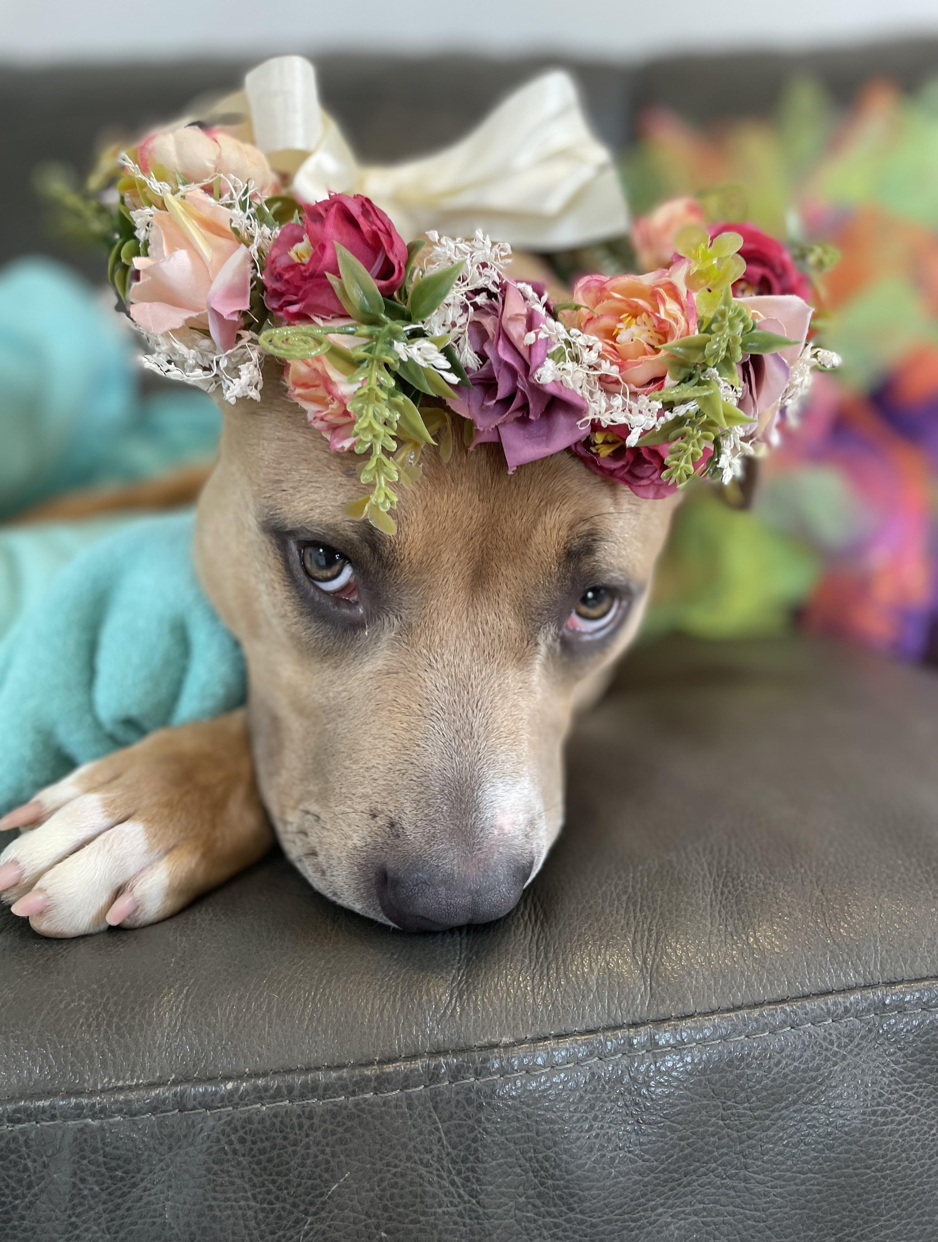 Enlarge Brandy, a Adoptable mixed breed in Oxford, MI image 3/6