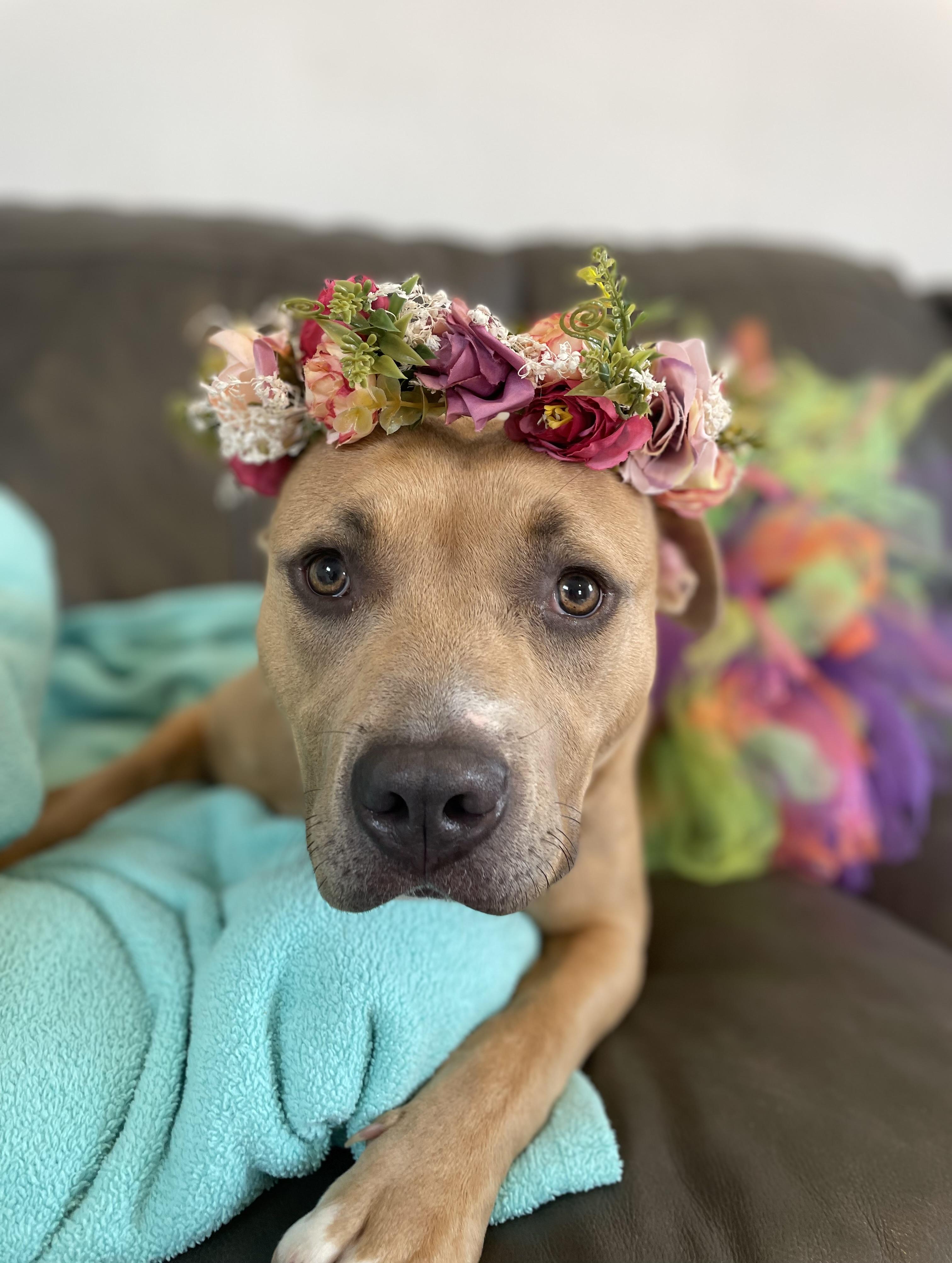 Enlarge Brandy, a Adoptable mixed breed in Oxford, MI image 1/6