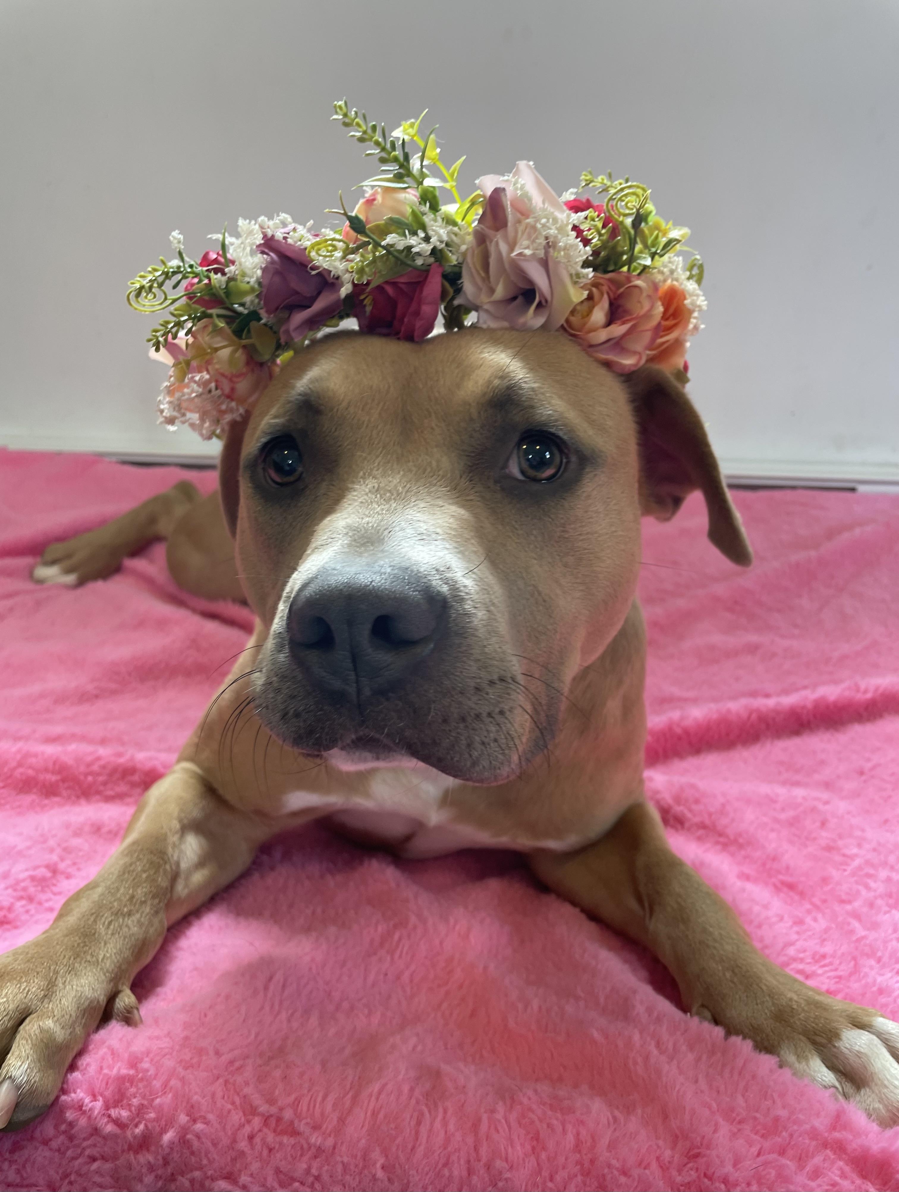 Enlarge Brandy, a Adoptable mixed breed in Oxford, MI image 2/6