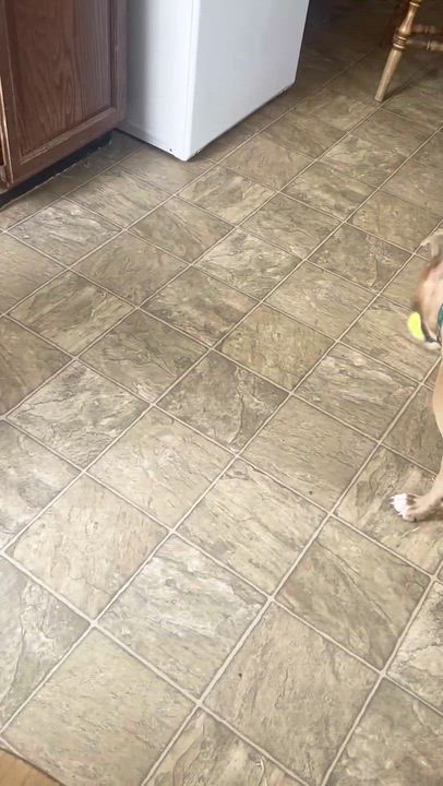 Enlarge Brandy, a Adoptable mixed breed in Oxford, MI video 6/6