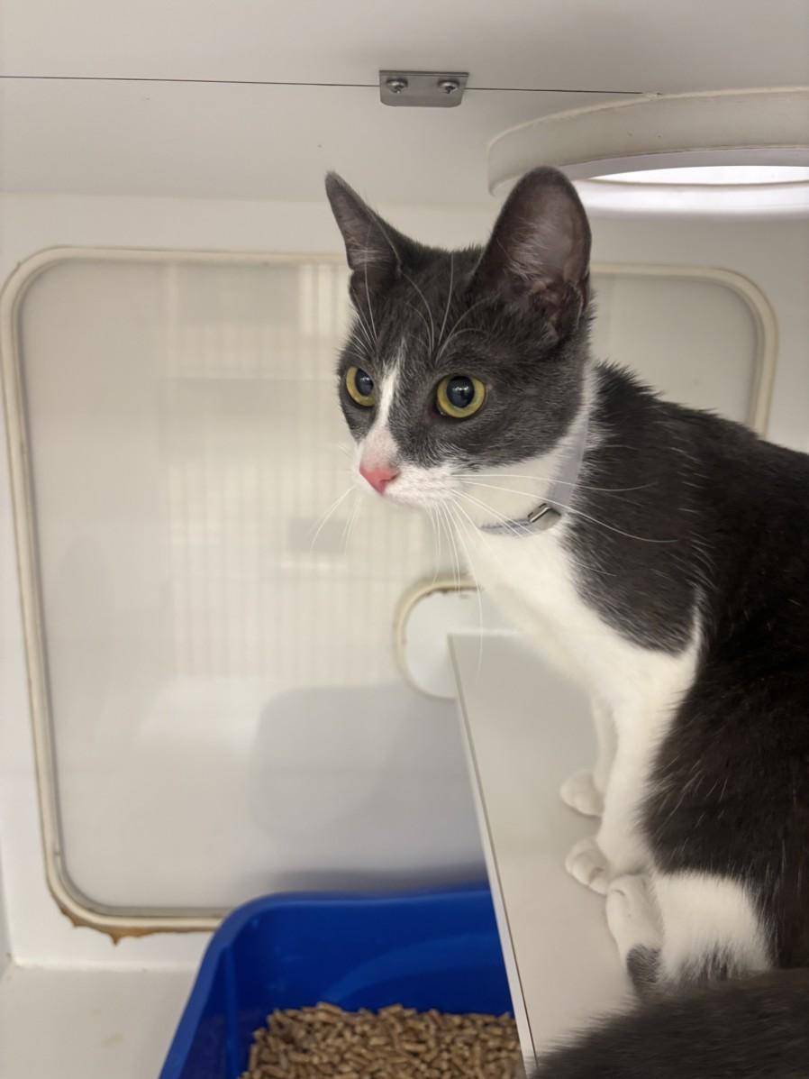 Enlarge ESME, a Adoptable Domestic Short Hair in Hayward, CA image 1/1