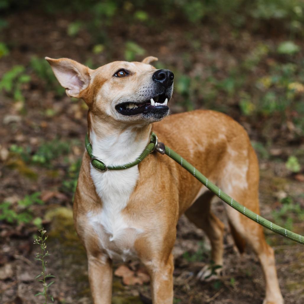 Enlarge Agness aka Skit Jr, a Adoptable Terrier in Parrish, AL image 1/5
