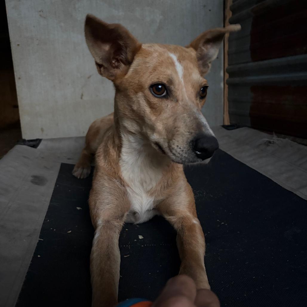 Enlarge Agness aka Skit Jr, a Adoptable Terrier in Parrish, AL image 2/5