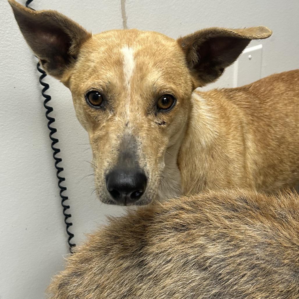 Enlarge Agness aka Skit Jr, a Adoptable Terrier in Parrish, AL image 3/5