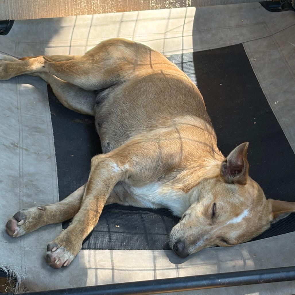 Enlarge Agness aka Skit Jr, a Adoptable Terrier in Parrish, AL image 4/5