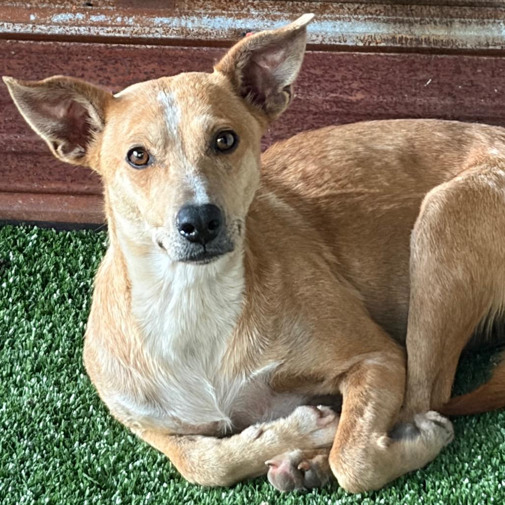 Enlarge Agness aka Skit Jr, a Adoptable Terrier in Parrish, AL image 5/5