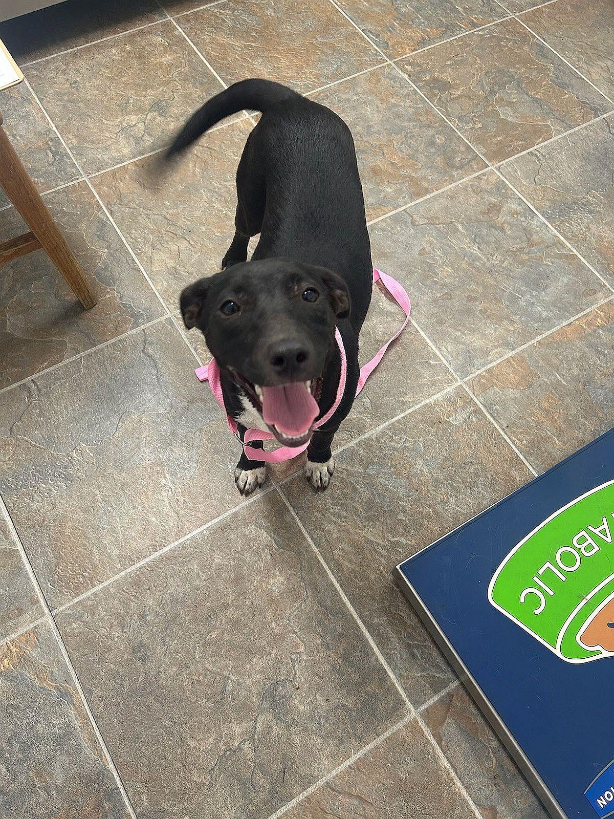 Jessi, an adoptable Feist, Labrador Retriever in Monticello, MS, 39654 | Photo Image 1