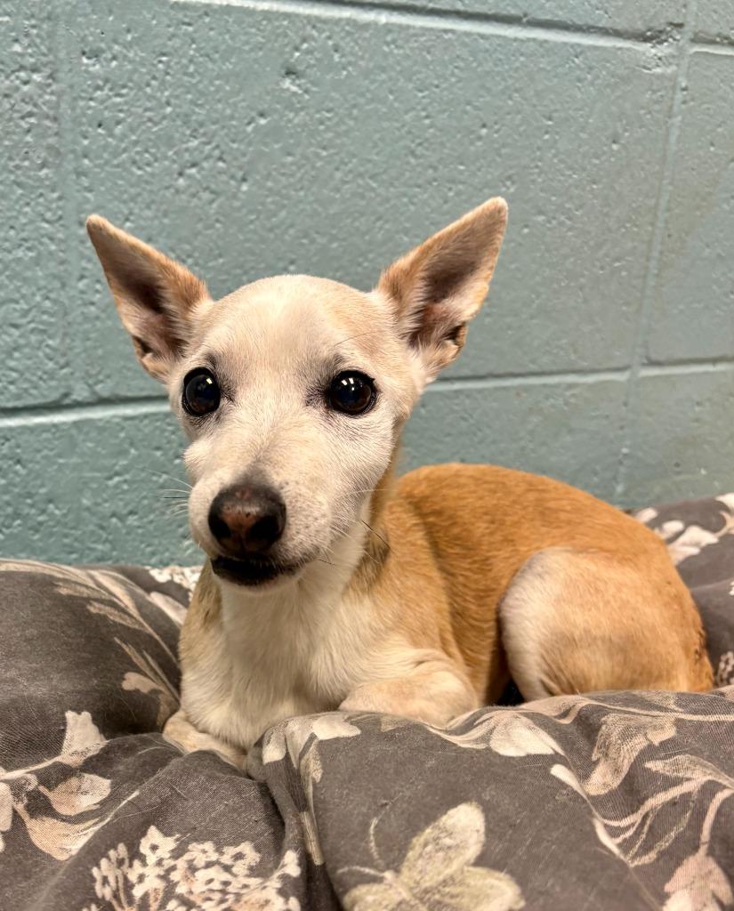 Enlarge Poncho, a Adoptable Chihuahua in Rock Springs, WY image 1/4