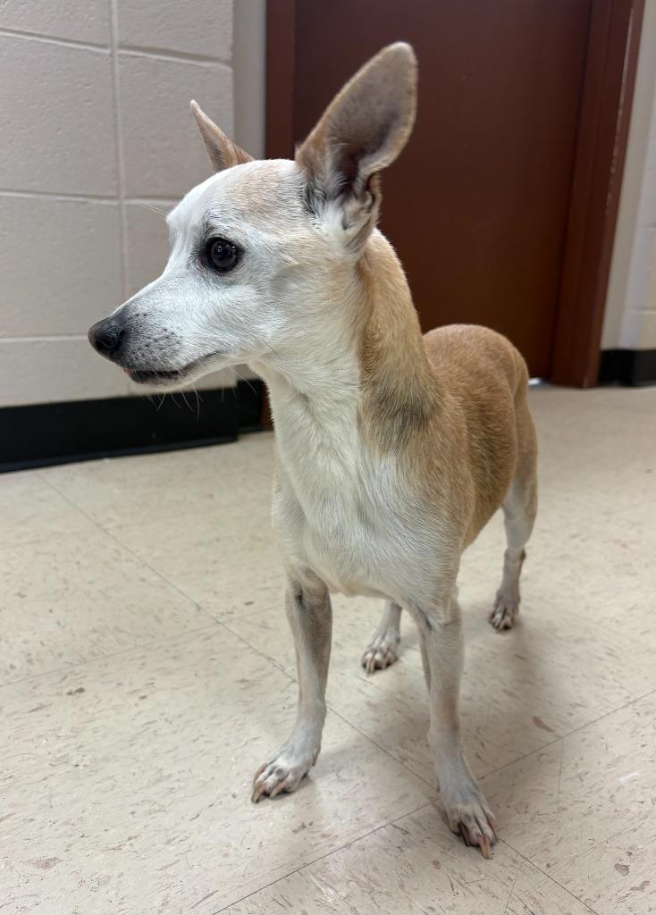 Enlarge Poncho, a Adoptable Chihuahua in Rock Springs, WY image 2/4