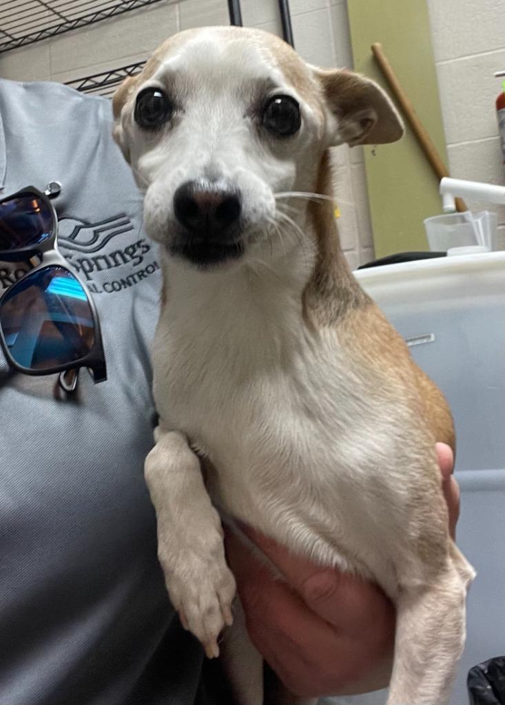 Enlarge Poncho, a Adoptable Chihuahua in Rock Springs, WY image 3/4