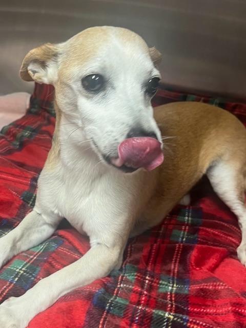 Enlarge Poncho, a Adoptable Chihuahua in Rock Springs, WY image 4/4