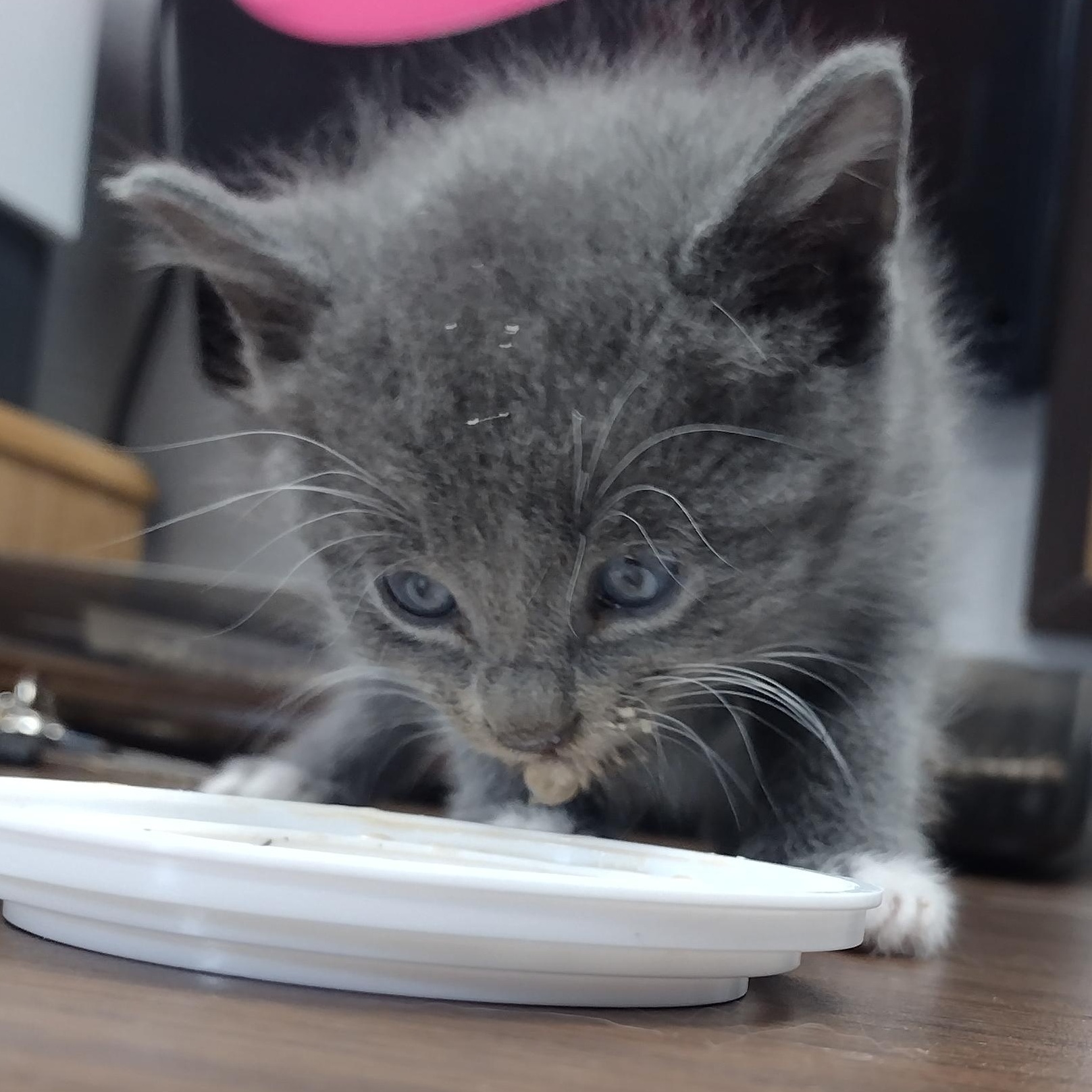 Sam Franklin, Baby Male Domestic Short Hair