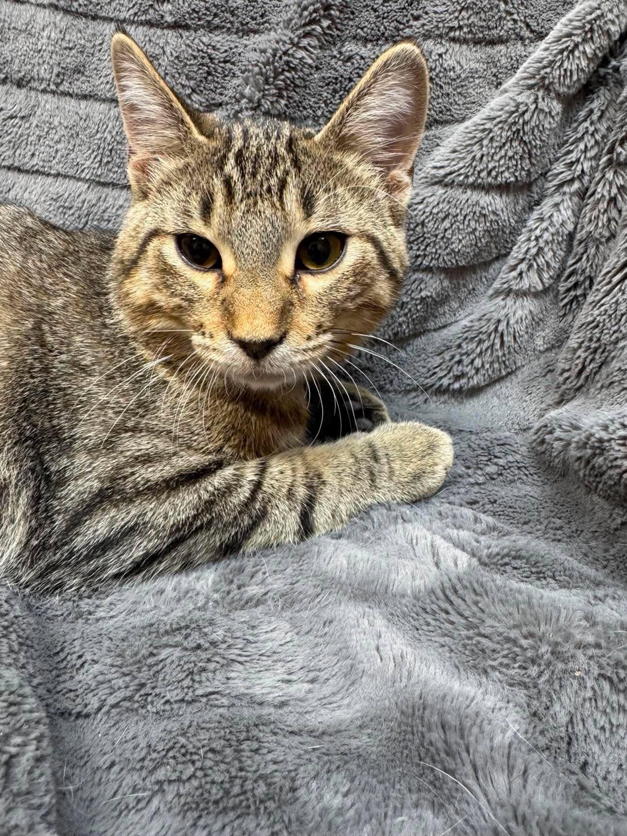 Enlarge Vini, a Adoptable Domestic Short Hair in Alexandria, MN image 2/3