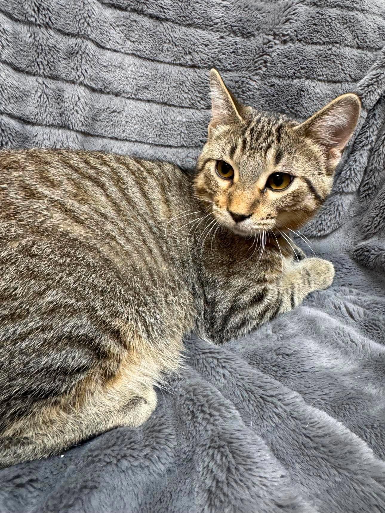 Enlarge Vini, a Adoptable Domestic Short Hair in Alexandria, MN image 3/3