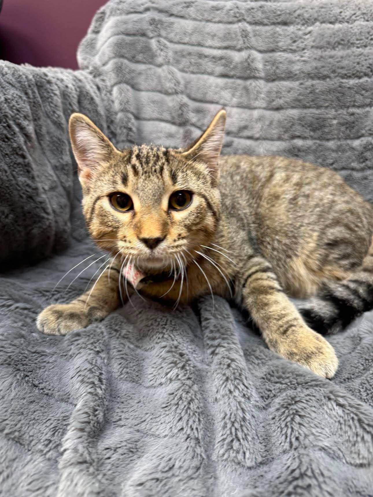 Enlarge Vini, a Adoptable Domestic Short Hair in Alexandria, MN image 1/3