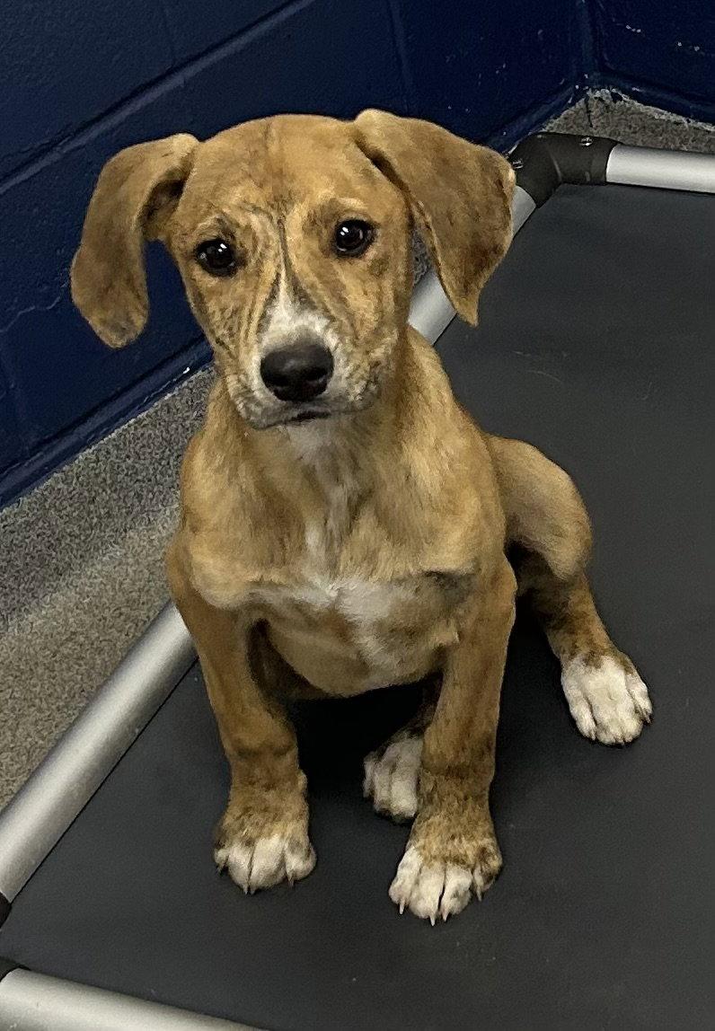 Enlarge Tater 4 months male AVAILABLE 5/20, a Adoptable Mixed Breed in Sterling, MA image 1/1