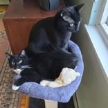 Ricardo (Bonded with Asher), a ADOPTABLE Domestic Short Hair in Richmond Hill, ON image 3/6