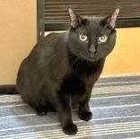 Ricardo (Bonded with Asher), a ADOPTABLE Domestic Short Hair in Richmond Hill, ON image 6/6