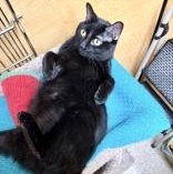 Ricardo (Bonded with Asher), a ADOPTABLE Domestic Short Hair in Richmond Hill, ON image 4/6