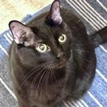 Ricardo (Bonded with Asher), a ADOPTABLE Domestic Short Hair in Richmond Hill, ON image 2/6