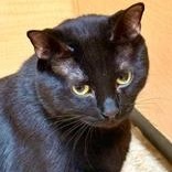 Ricardo (Bonded with Asher), a ADOPTABLE Domestic Short Hair in Richmond Hill, ON image 1/6