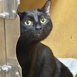 Ricardo (Bonded with Asher), a ADOPTABLE Domestic Short Hair in Richmond Hill, ON image 5/6