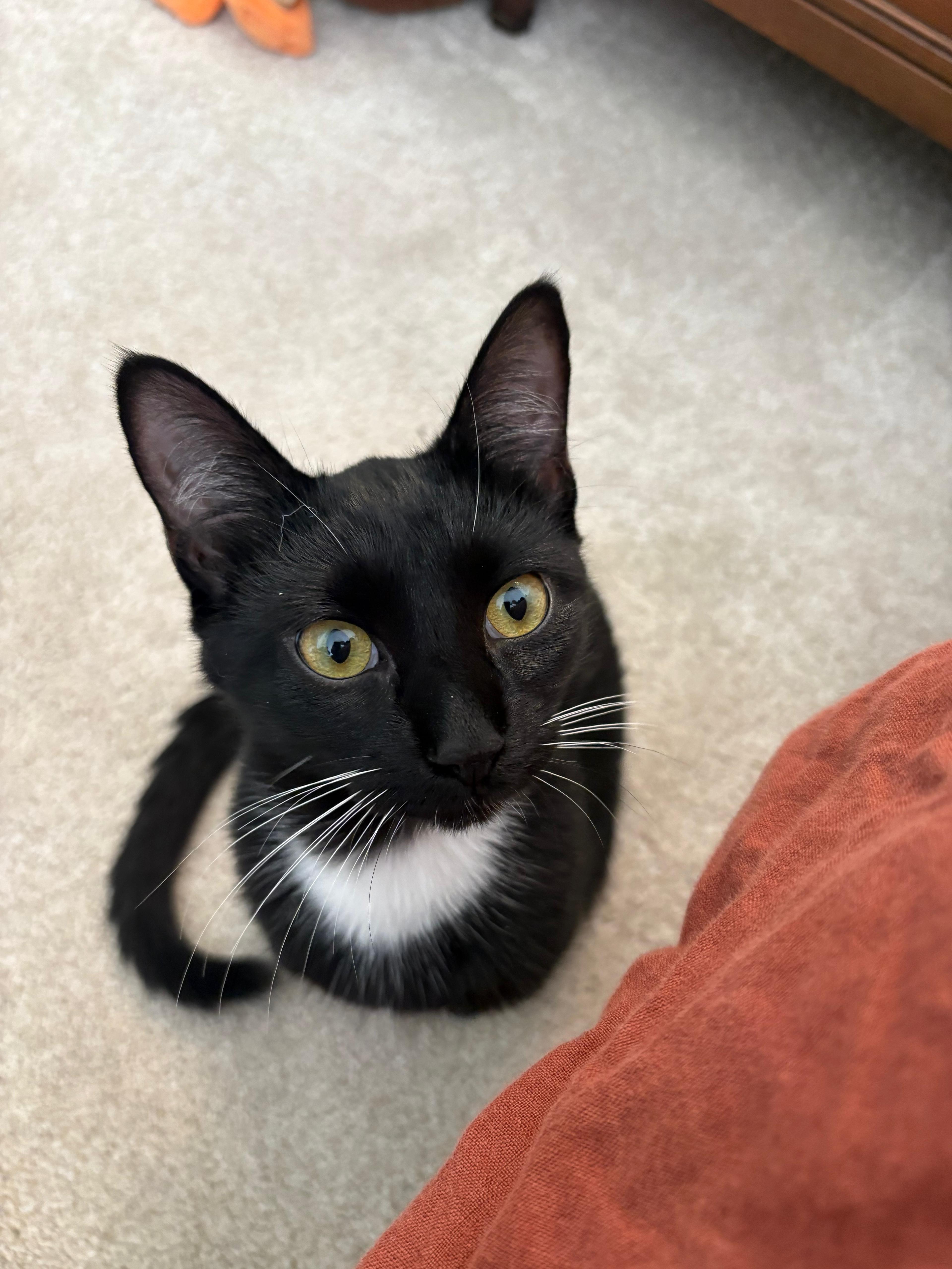 Nemo, Adoptable, Young Male Domestic Short Hair.