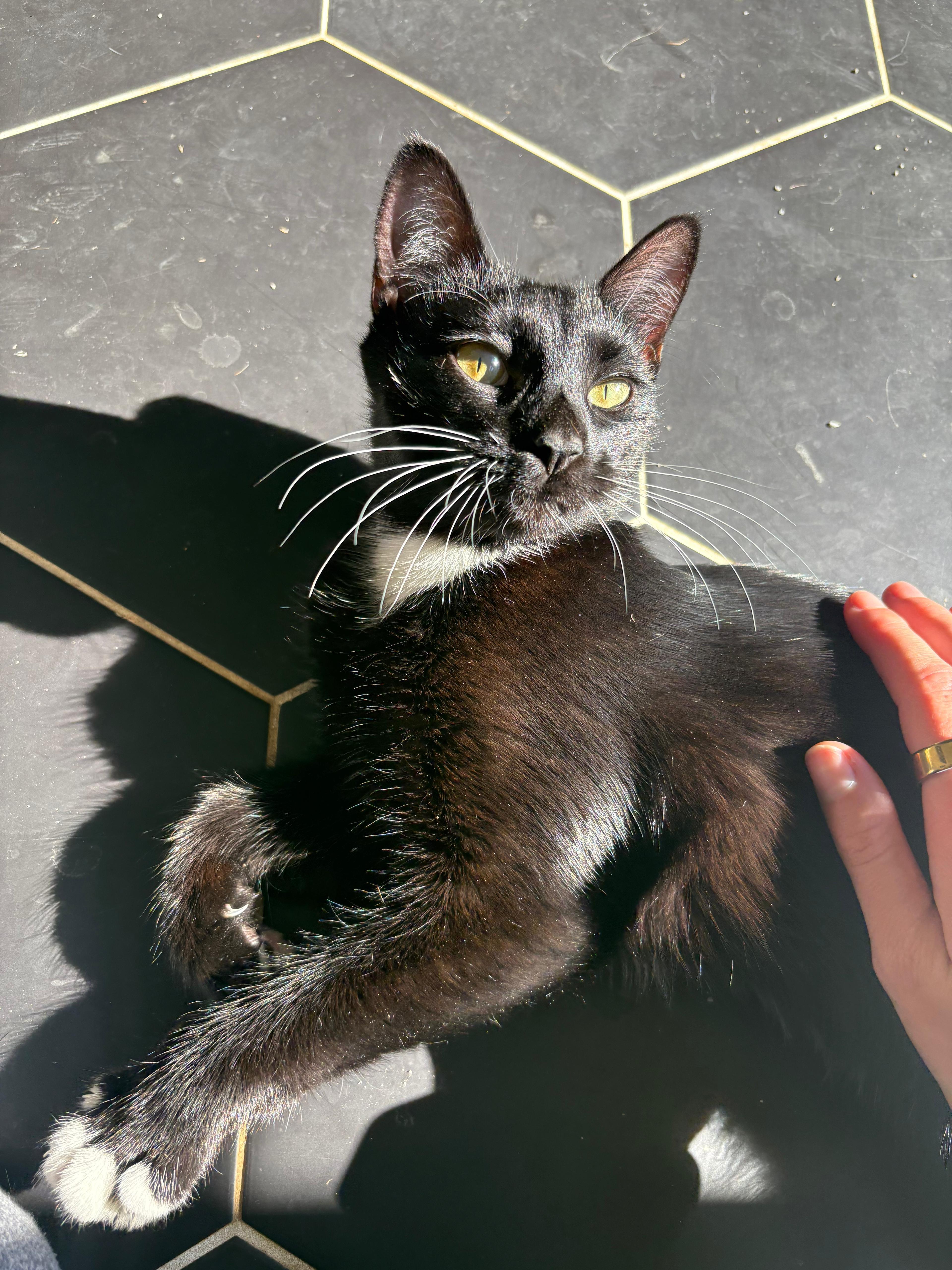 Enlarge Nemo, a Adoptable Domestic Short Hair in Inman, SC image 2/4