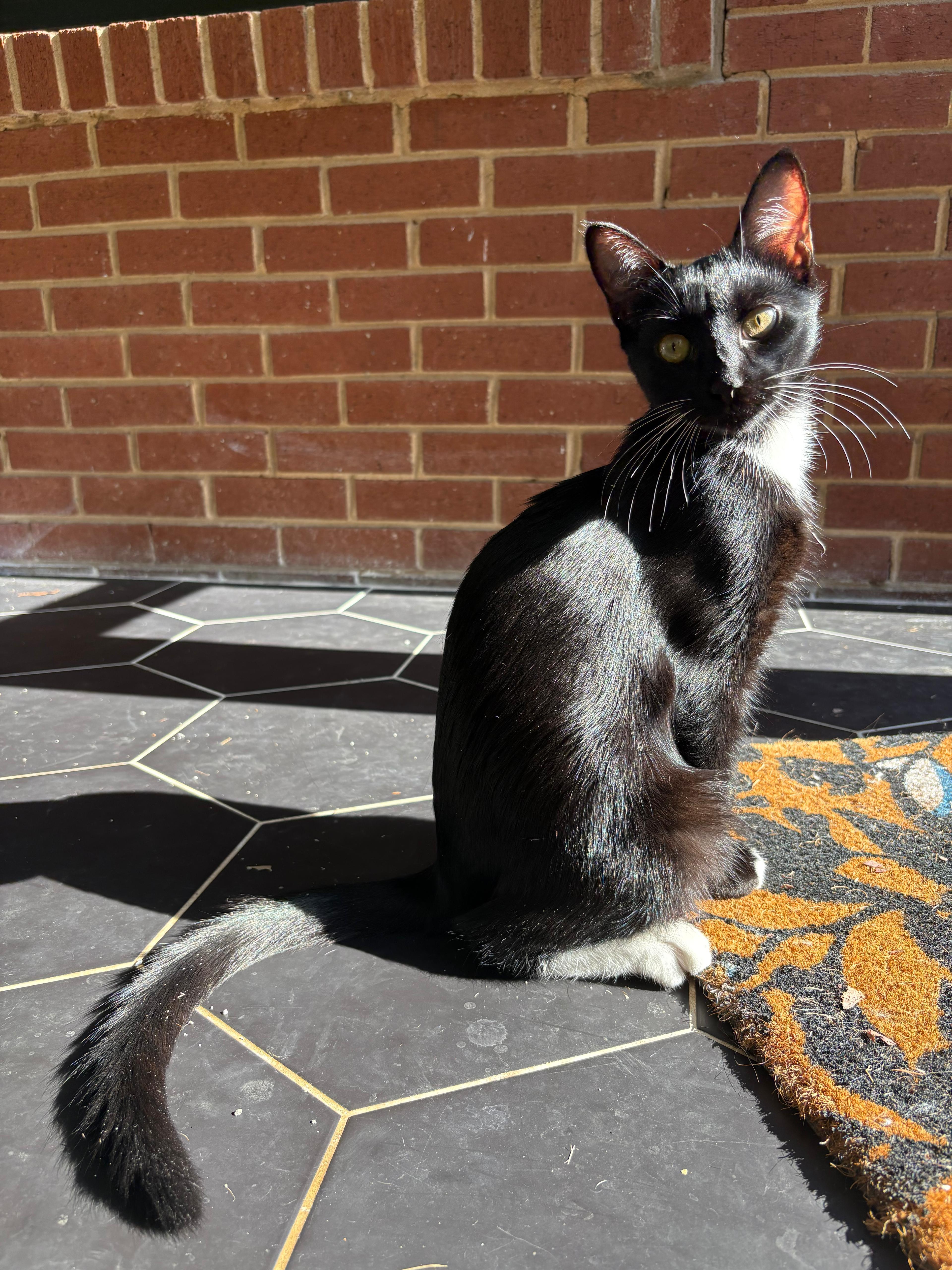 Enlarge Nemo, a Adoptable Domestic Short Hair in Inman, SC image 3/4