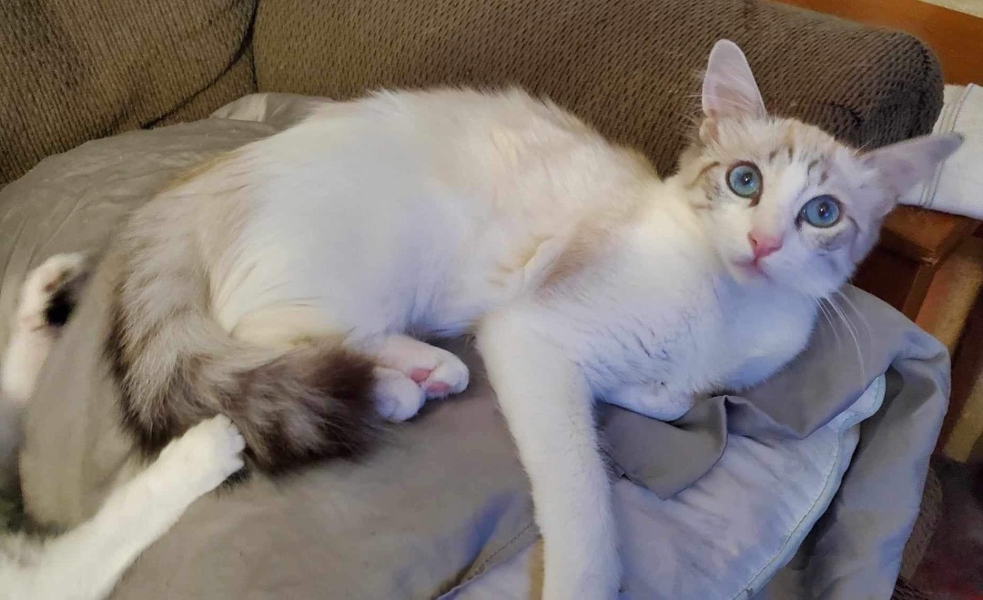 Daphne (bonded to Dalilah)