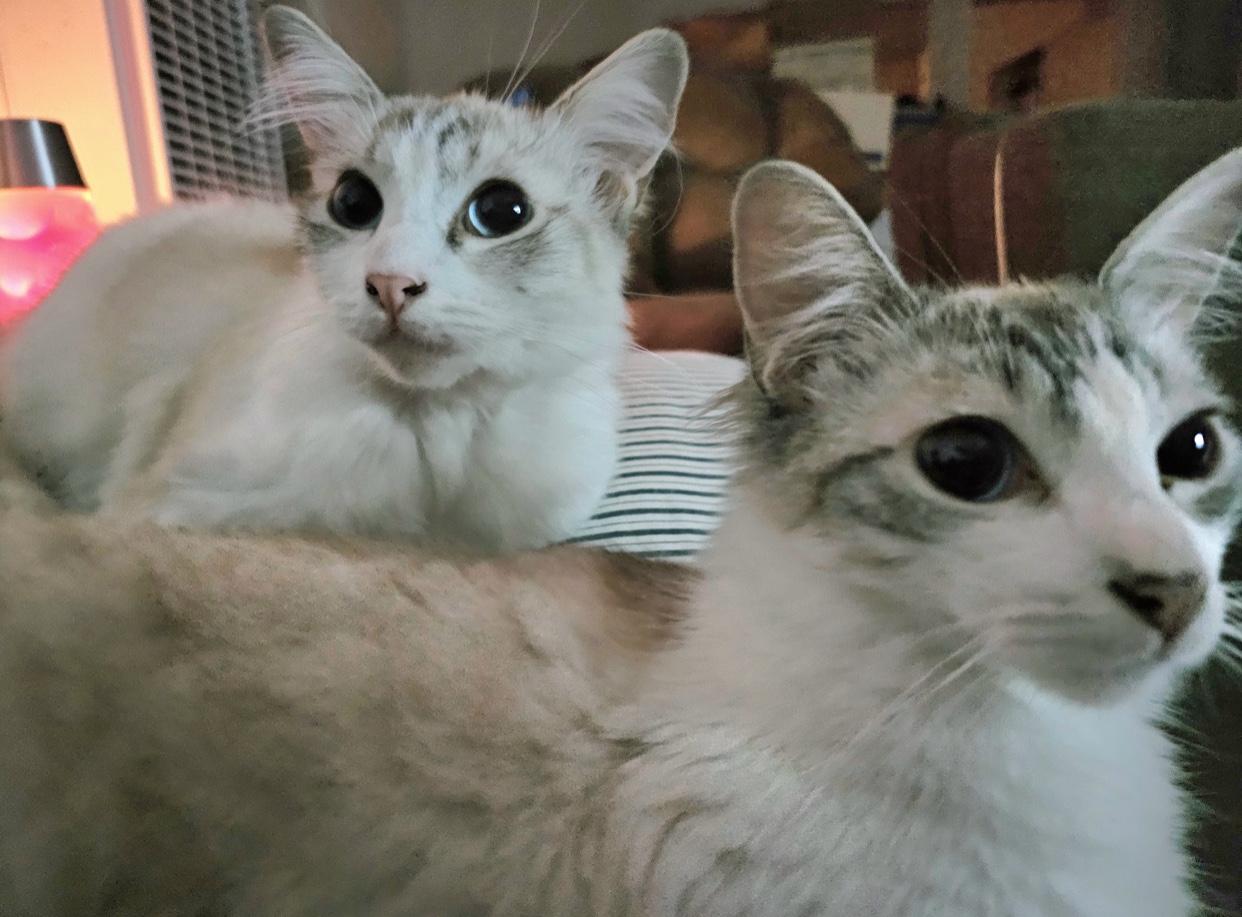 Daphne (bonded to Dalilah), a Adoptable mixed breed in Los Angeles, CA image 2/6